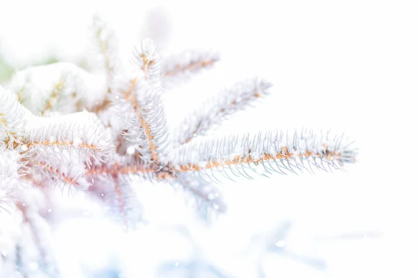 Kerstboom Achtergrond Buiten Met Sneeuw Lichten Bokeh Rond Sneeuw Vallen — Stockfoto