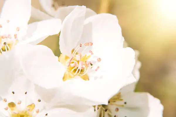 Flores Brancas Árvore Maçã Tiro Macro Close — Fotografia de Stock