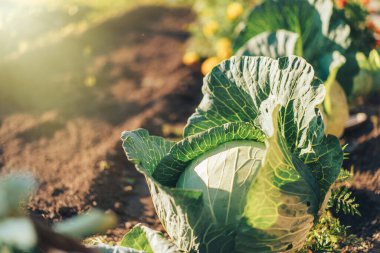 Bahçede büyüyen büyük lahana başı.