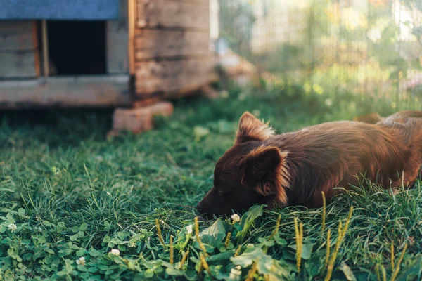 彼の家の近くの緑の草の上で寝ている茶色の犬 — ストック写真