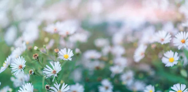 户外盛开的大丛雏菊 — 图库照片