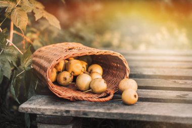 Ahşap palette armutlarla dolu bir sepet..