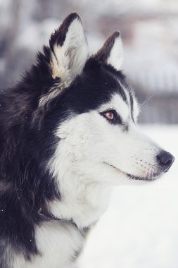 Siberian dış yapraklar