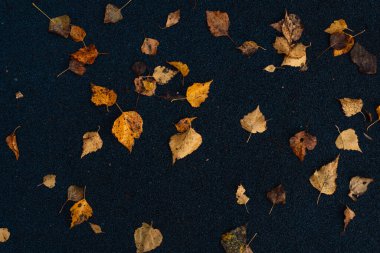 Koyu asfalt zemin üzerinde dağılmış sonbahar huş yaprakları. 