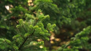 Evergreen Spruce iğneleri yavaşça hareket ediyor, Noel arkaplanı. Yüksek kalite 4k görüntü