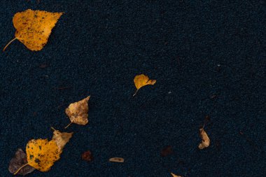 Yağmurdan sonra ıslak ve karanlık yüzeyde sarı huş yaprağı. Yüksek kalite fotoğraf