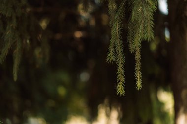 Bulanık orman arka planına sahip ladin iğneleri asılıyor. Yüksek kalite fotoğraf