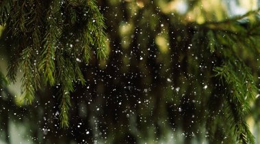 Ladin dallarına kar yağışı, temiz kış Noel arkaplanı. Yüksek kalite fotoğraf