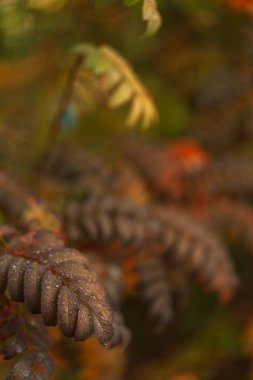 Islak sonbahar yaprakları sığ derinlikte kapanıyor. Yüksek kalite fotoğraf