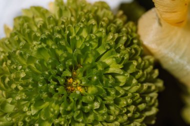 Yeşil düğmeli kasımpatı makro çiçek merkezi. Yüksek kalite fotoğraf
