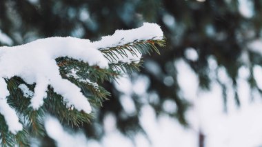 Kış ormanlarında hafif kar yağışlı günışığı ladin dalları. Yüksek kalite fotoğraf