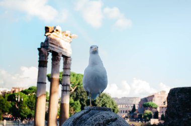 Roma, İtalya - Arka planda çürüyen antik Roma yapıları ile poz verirken başka yöne bakan tuhaf bir martı.