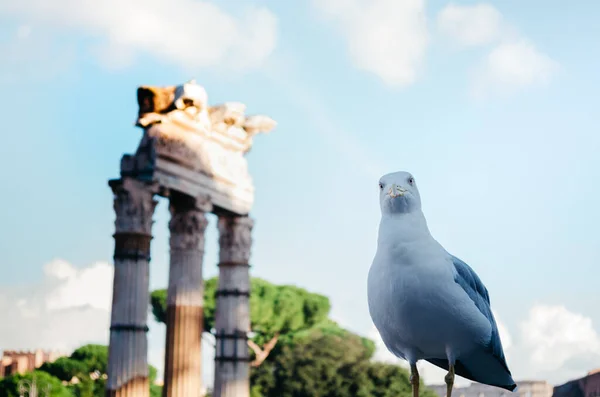 Roma Italia Una Peculiar Gaviota Mirando Directamente Cámara Con Curiosidad — Foto de Stock