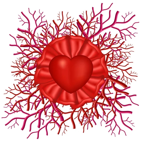 Saint-Valentin Symbole cardiaque avec vasculaires et rubans — Image vectorielle
