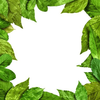 Yeşil yapraklar çerçeve beyaz arkaplanda izole