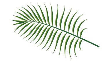 Yeşil Palmiye Yaprağı. Vektör egzotik palmiye yaprakları. Tasarım için vektör şablonu. 