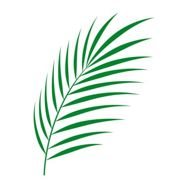 Yeşil Palmiye Yaprağı. Vektör egzotik palmiye yaprakları. Tasarım için vektör şablonu. 