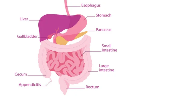 Sistema Digestivo Humano Partes Cavidade Abdominal Humana Juntamente Com Assinaturas —  Vetores de Stock