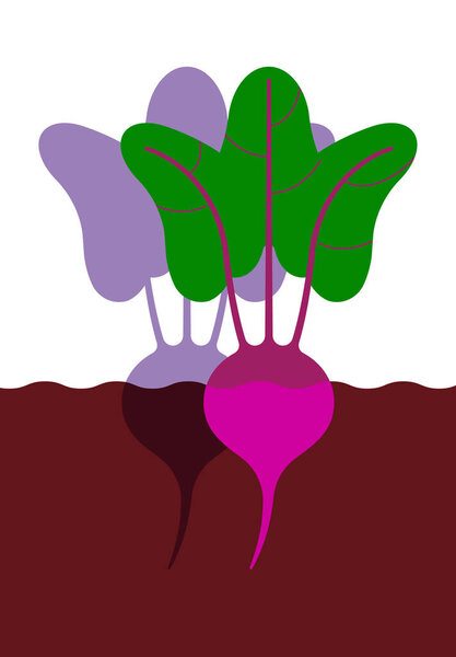 Beetroot in ground. Minimal style red beet with leaves. Minimalistic beetroot, side view. Abstract geometric vegetable on white background. Modern minimalistic template design with gradient.
