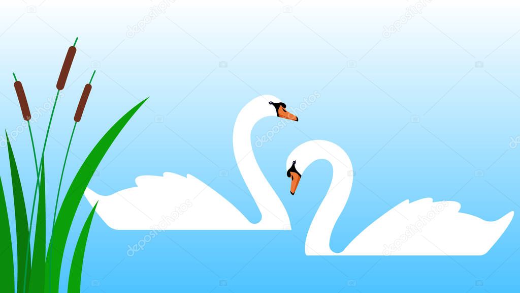 Couple of swans, cygnets floating in blue pond. Silhouette of white swans with long neck. Vector illustration of wild bird. Modern vector in flat style.