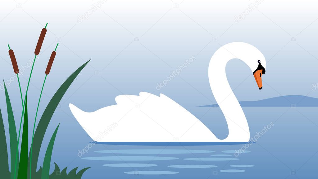 White Swan cygnet floats in blue pond. Silhouette of White swan with long neck. Vector illustration of wild bird. Modern vector in flat style.
