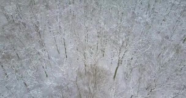 Spårningsskott Ovanför Den Snötäckta Skogen — Stockvideo