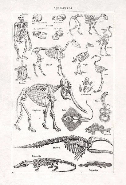 Stara Ilustracja Szkieletach Paula Laubadere Wydrukowana Francuskim Słowniku 1889 Roku — Zdjęcie stockowe