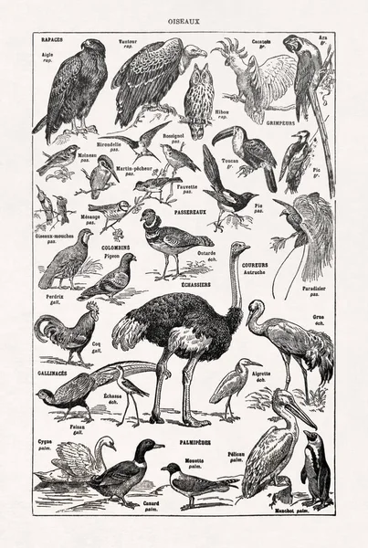 Antigua Ilustración Sobre Pájaros Impresa Diccionario Francés 1899 — Foto de Stock