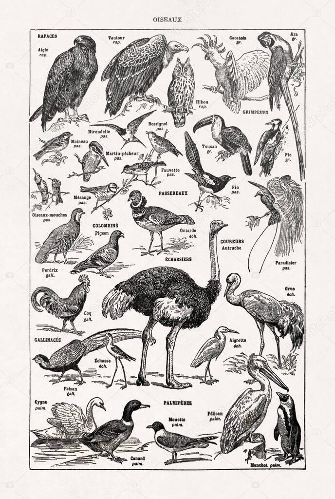 Old illustration about birds printed in a French dictionary in 1899.