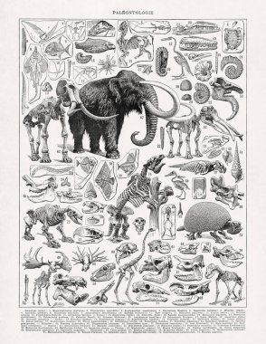 Adolphe Philippe Millot 'un eski bir Fransızca sözlükten paleontolojideki İskeletler hakkındaki siyah beyaz çizimleri.