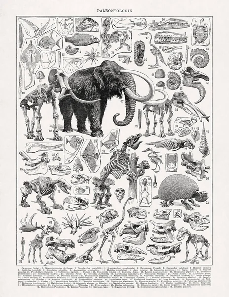 Adolphe Philippe Millot 'un eski bir Fransızca sözlükten paleontolojideki İskeletler hakkındaki siyah beyaz çizimleri.