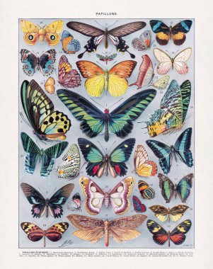 Eski bir Fransızca sözlükte basılan Adolphe Philippe Millot 'un Lepidopteroloji üzerine yarım ton renk çizimi (kelebekler üzerine çalışma).