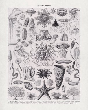 Adolphe Philippe Millot 'un okyanus bilimi üzerine yarım ton siyah beyaz çizimi eski bir Fransızca sözlükte basıldı..