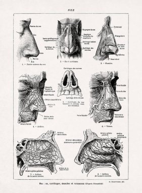 Jacques Maurice Dessertenne 'in eski bir Fransızca sözlükten burnunun anatomisini göstermesi.