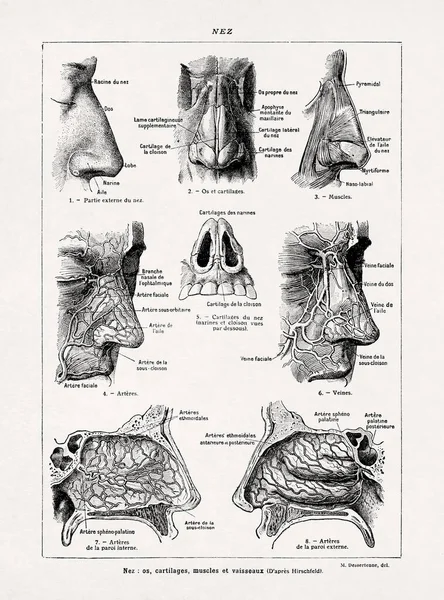 Jacques Maurice Dessertenne 'in eski bir Fransızca sözlükten burnunun anatomisini göstermesi.