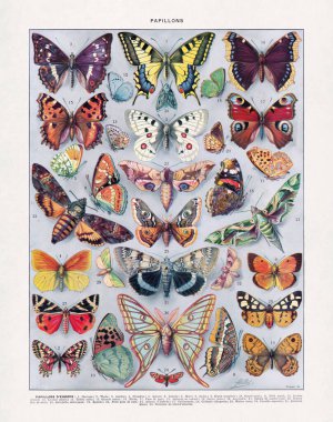 Eski bir Fransızca sözlükte basılan Adolphe Philippe Millot 'un Lepidopteroloji üzerine yarım ton renk çizimi (kelebekler üzerine çalışma).