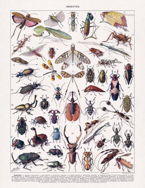 Adolphe Philippe Millot 'un eski bir sözlükten (Fransızca Dil) böcek bilimi (böcek bilimi) çalışması).