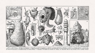 Jacques Maurice Dessertenne 'in 19. yüzyılın sonlarında basılan bir sözlükte yer alan kalibroloji (hayvan yuvaları araştırması) üzerine yaptığı siyah ve beyaz çizimler.