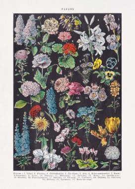 Adolphe Philippe Millot 'un eski bir sözlükten (Fransız Dili) çiçek bilimi (çiçek bilimi) çalışması).