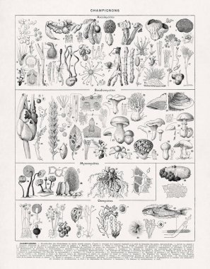Ascomycete, bazidiomycete, mixomycete ve eski bir Fransızca sözlükteki mantarlar hakkında siyah-beyaz çizimler.