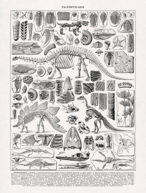 Adolphe Philippe Millot 'un eski bir Fransızca sözlükte basılan paleontolojideki iskeletler ve fosiller hakkındaki siyah beyaz çizimleri.