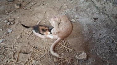 Çok genç bir dişi kedi yavrusu kendinden daha yaşlı bir erkek kedi yavrusundan emzirmeye çalışırken ikinci bir erkek kedi yavrusu durumu kontrol etmeye geliyor..