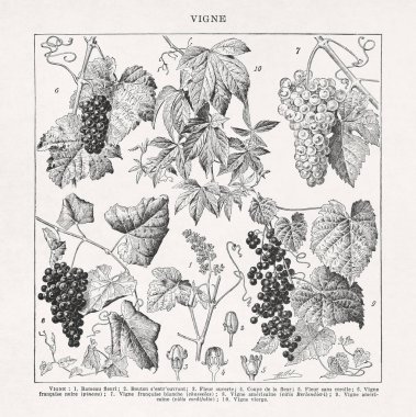 Adolphe Philippe Millot 'un 19. yüzyılın sonlarında Fransızca bir sözlükte yayınladığı asma hakkında bir resim..