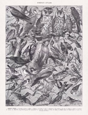 Eski bir Fransızca sözlükten Adolphe Philippe Millot 'un faydalı kuşlar hakkında yarım ton sepia çizimi.