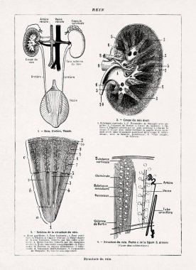 Eski bir Fransızca sözlükten alınan böbrekler hakkında siyah-beyaz tıbbi çizimler.