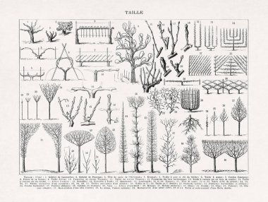 Adolphe Philippe Millot 'un eski bir Fransızca sözlükte basılan Üzüm Sarmaşığı eğitim yöntemleri hakkında yaptığı siyah beyaz çizimler.