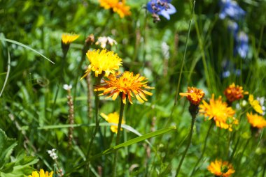 Sarı ve yeşil renkler toprak