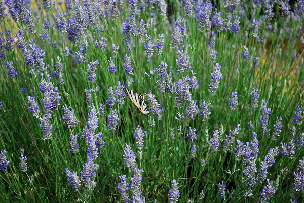 Campos de lavanda nas ilhas croatas — Fotografia de Stock