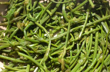 Vahşi hop için hazır