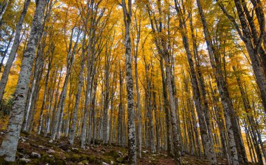 Ormandaki sarı yapraklar